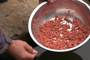 南方秋冬钓鲫鱼饵料制作以及打窝 [视频]