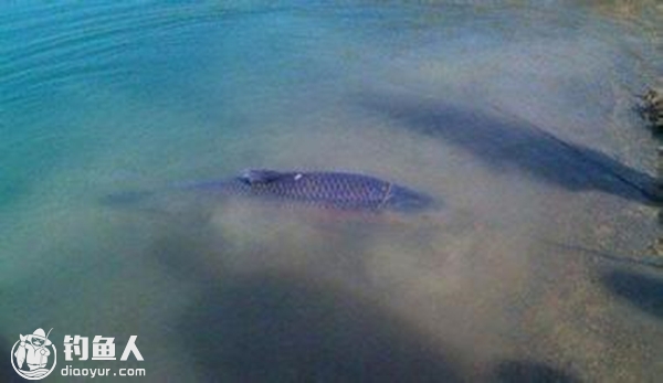 浮钓草鱼的三大技巧讲解