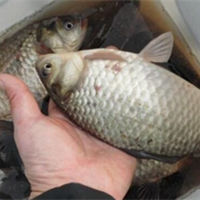 立冬野钓鲫鱼的八个实战技巧