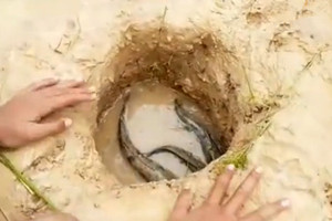 可爱漂亮小萝莉稻田边挖陷阱 收获大黑鱼 [视频]