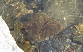 浅说比目鱼的特点及海钓技巧