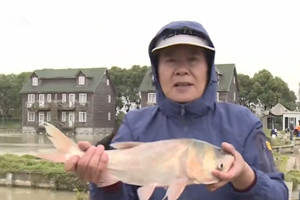 《渔乐工作站》上海行之渔乐湾 蚯蚓饵料抛竿擒鲫鱼  [视频]