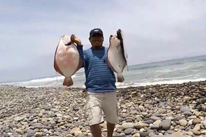 海钓狂人爆钓比目鱼 卵石滩上风景独好 [视频]