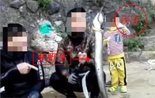 广西猎杀“鱼王”事件续：花鳗鲡非野生 猎杀者未违规