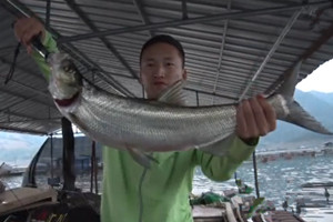 筏钓江湖第一季45期 秋筏万峰湖 疯狂拉竿大翘嘴 [视频]
