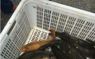 黑坑偷驴实战经验总结