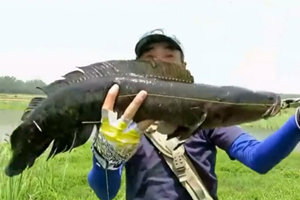 三耳鱼的黑鱼世界 2016岁末大片 找寻巨黑 [视频]