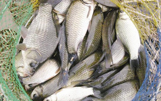 浅谈冬季低温钓鲫鱼如何用小药