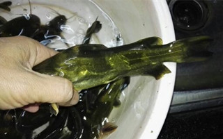 鳊鱼唱主角 昂刺打酱油