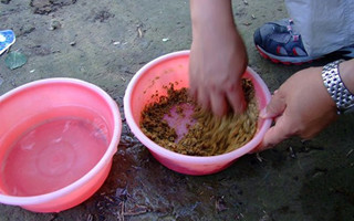 浅论大师为何推荐用“原塘水”开饵