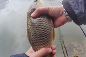 钓鱼实战（十九）水库冬钓照样连拔鲤鳊钓板鲫 [视频]