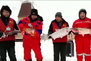 中国垂钓周刊20170122期 盘锦冬捕最大鲢鱼 [视频]