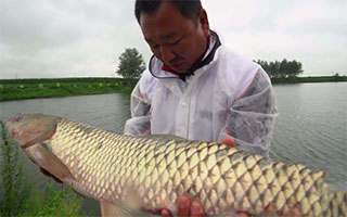 钩尖江湖第一季59 随机应变 坚守终擒大草鱼 [视频]