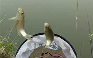 冬季野钓鲫鱼用饵也需随机应变