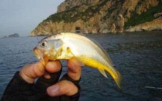 春季海钓黄花鱼的技巧