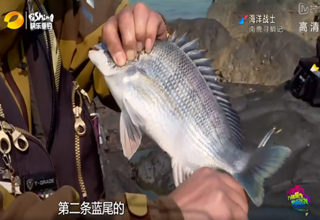 《海洋战士》南麂寻鲷记 南麂岛跟踪大真鲷之旅 [视频]