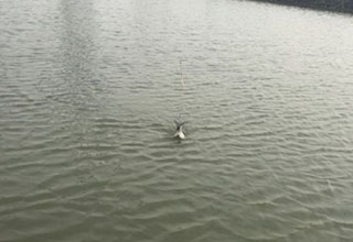 在肥水黑坑作钓的几个技巧关键点