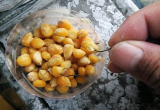 野钓鲤鱼鲫鱼的诱饵窝料秘方