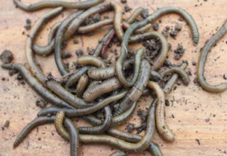 资深钓鱼人分享2款钓黄颡鱼的窝料