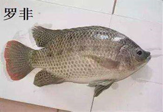 从饵料、钓法、时间3个方面谈谈钓罗非鱼方法