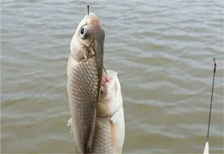 针对鲫鱼六种简单又实用的钓浮方法
