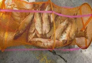 自制绝杀草鱼的香蕉玉米饵料
