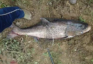 夏季高气温钓鲢鳙天气饵料装备选择