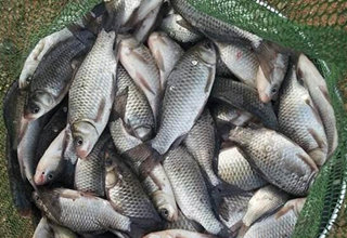 自制夏钓鲤鱼的小米窝料配方