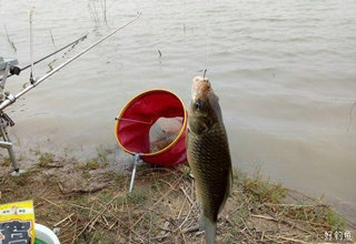 3招破解野钓鲫鱼不咬钩的方法