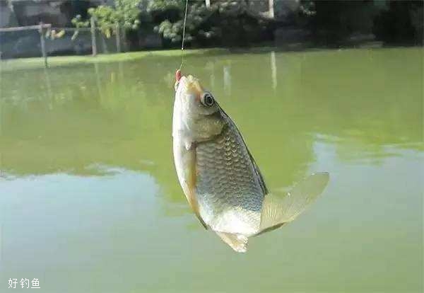 夏钓拉饵爆护必须掌握的技巧