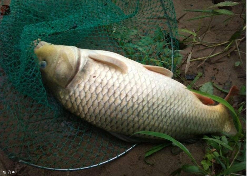 夏钓鲤鱼的四个总结,全面解析鲤鱼