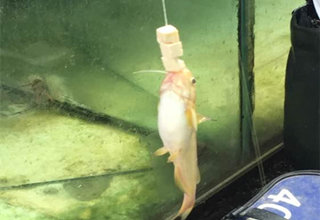用豆腐串垂钓江河黄颡鱼的方法