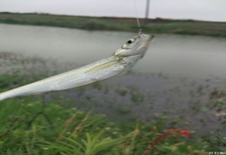 雨后的白条咬钩猖狂,拉到手软