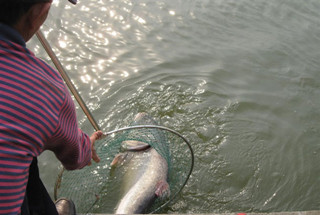 盛夏钓鲢鳙,需要注意这5个细节