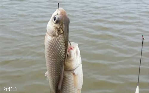 钓鲫鱼的3种看漂技巧