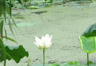 三耳鱼的黑鱼世界 2017夏季雷强之二十八 [视频]