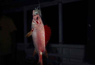 夏季夜钓的注意事项和技巧