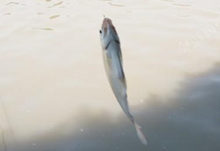 极端高温小玩半天,长竿搓饵先守鲤