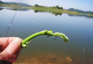 夏季用青草钓草鱼的有效方法