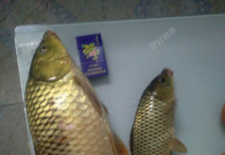 用玉米做窝料的注意事项
