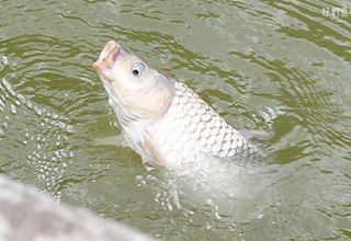 夏季钓鱼的3个诀窍,鱼星与饵料