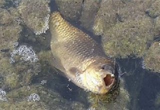盘点入秋后钓草鱼的5种钓法