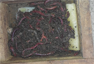 [佳饵征帖] 油呛蚯蚓的制作和使用