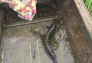 路亚黑鱼之雷强 轻雷二代 雨后雷强 机器蛙显神威 [视频]