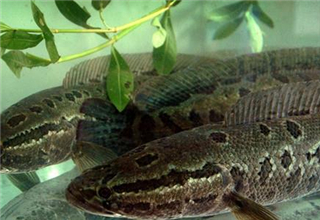 秋季垂钓黑鱼的天气、钓点和饵料技巧