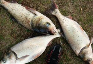 野钓白鲢钓底还是钓浮？如何选择钓点