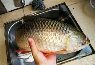 一条不知名的鱼，味道美得你想哭