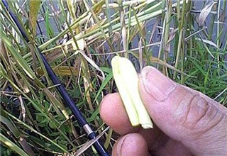 图解用芦苇挂钩 收获肥硕大草鱼