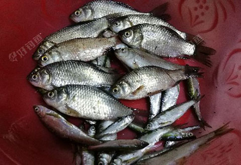 [试钓报告] 江湖猎人，有鱼就有江湖