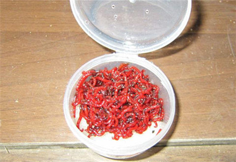 钓鱼饵料红虫怎样保存才不容易死?